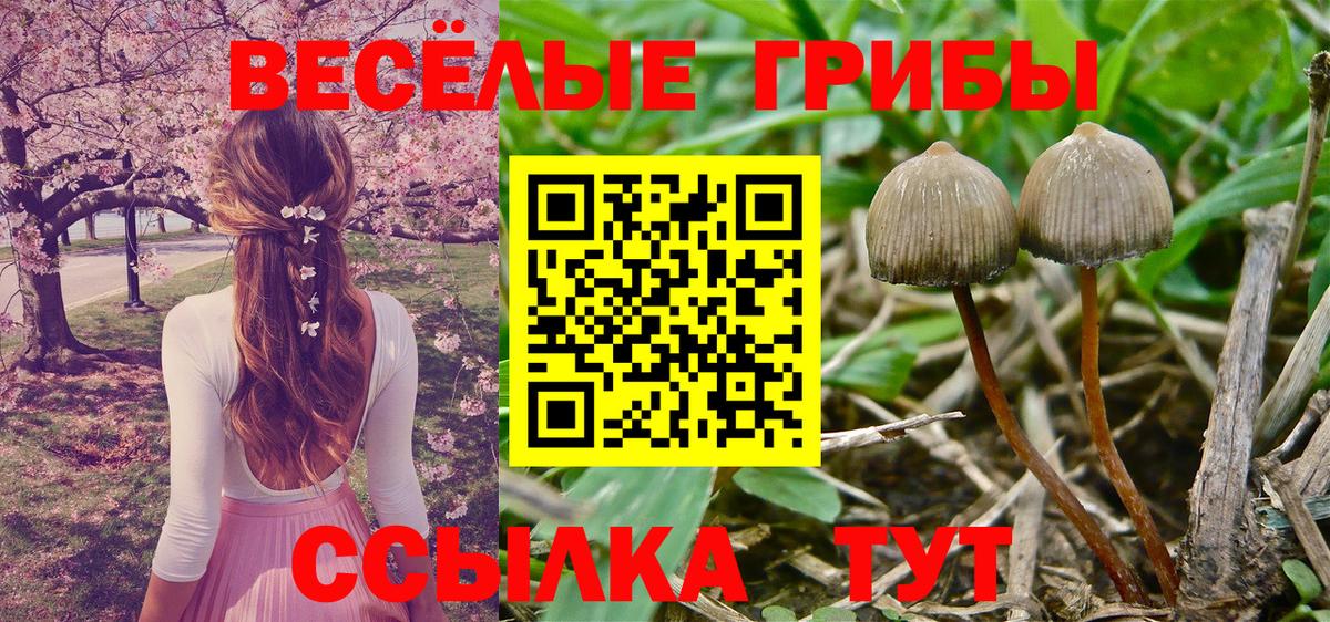Галлюциногенные грибы Psilocybe Тавда